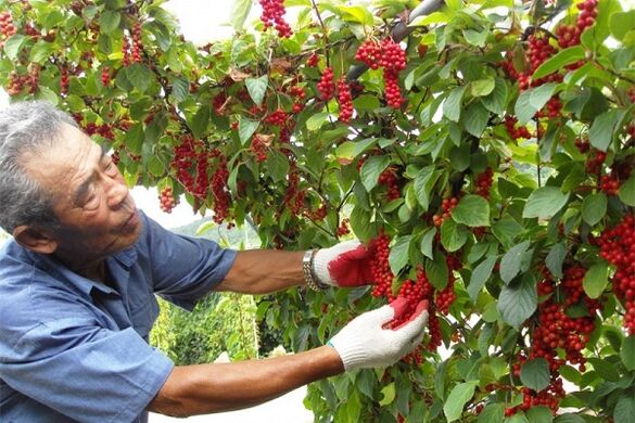 By consuming Chinese schisandra fruit, a man will enhance his potency